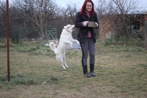 Adománygyűjtés az Alex Állatmenhelynek