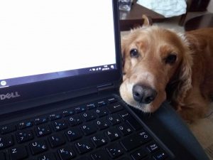 Adománygyűjtés az Alex Állatmenhelynek